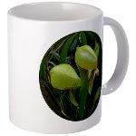 darlingtonia californica/pitcher plant