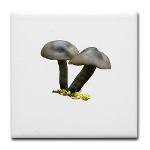gray mushroom